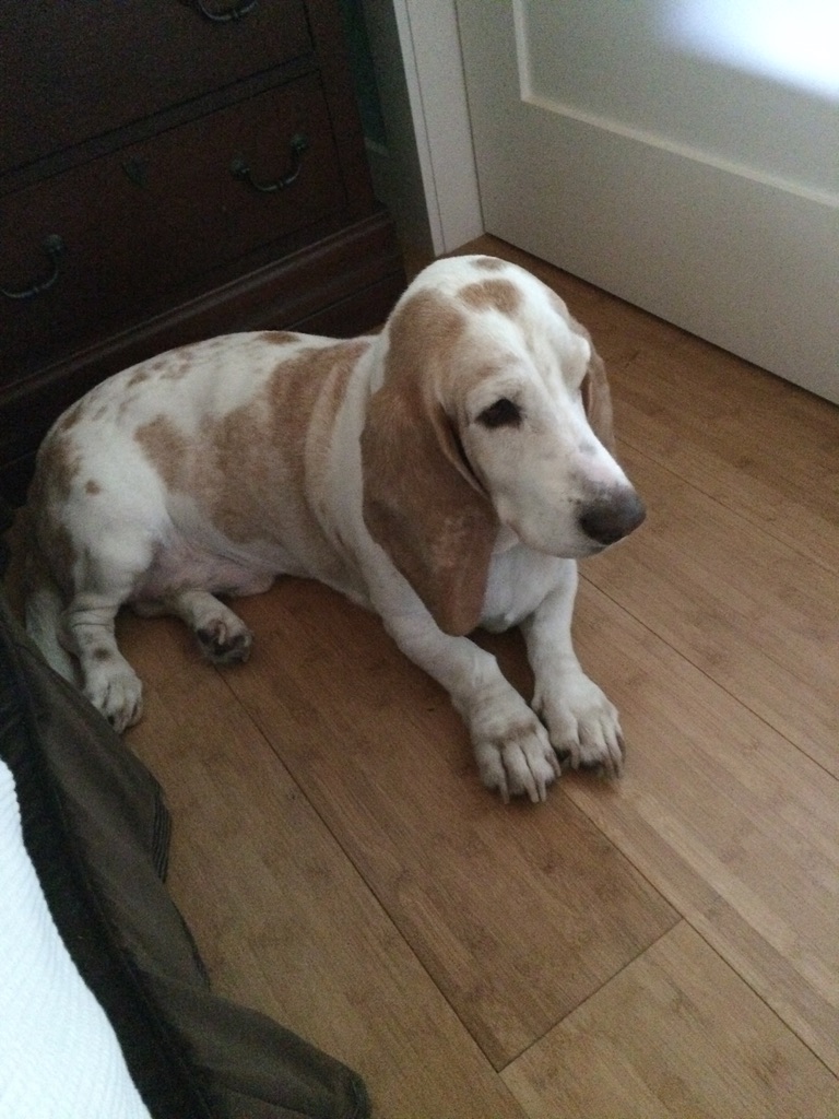Jeb, the Basset Hound who inspired the Hound Dog Fix name